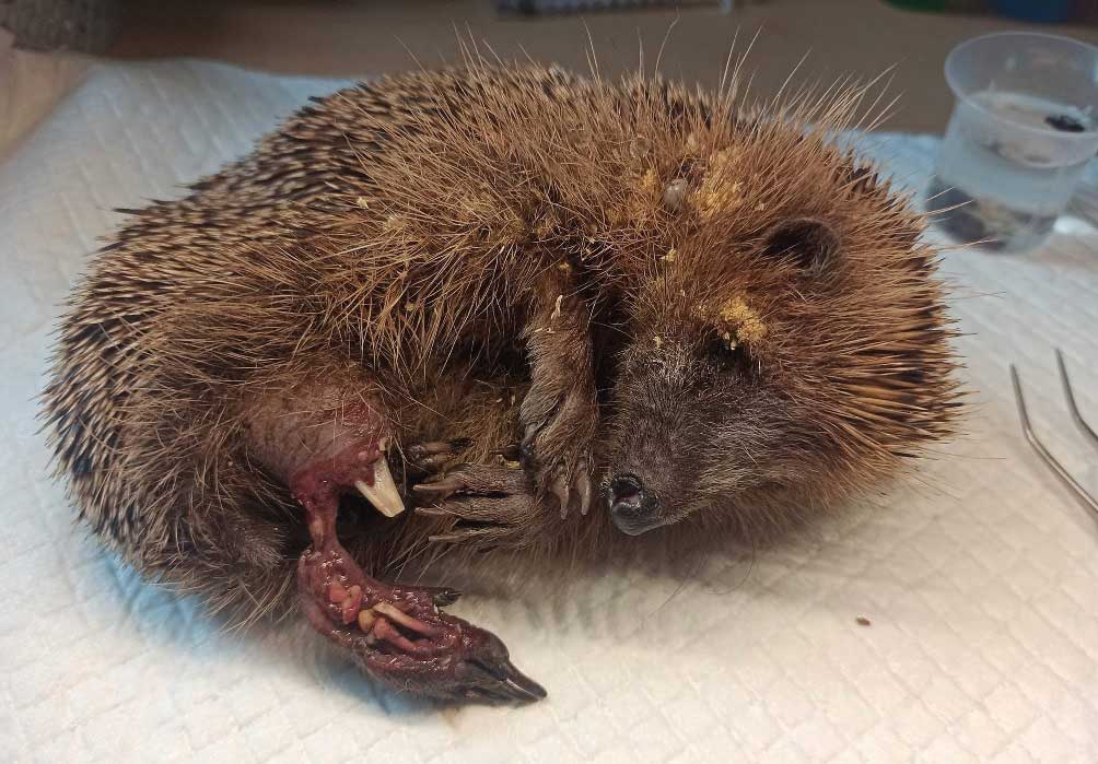 Auf diesen Fotos sehen Sie die Folgen nächtlichen Mährobotereinsatzes! Nicht alle diese schwer verletzten Igel konnten gerettet werden!