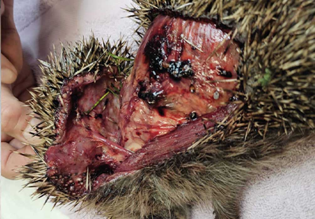 Auf diesen Fotos sehen Sie die Folgen nächtlichen Mährobotereinsatzes! Nicht alle diese schwer verletzten Igel konnten gerettet werden!