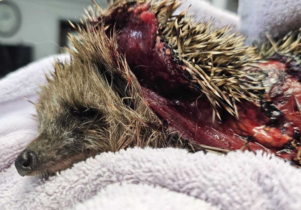 Auf diesen Fotos sehen Sie die Folgen nächtlichen Mährobotereinsatzes! Nicht alle diese schwer verletzten Igel konnten gerettet werden!