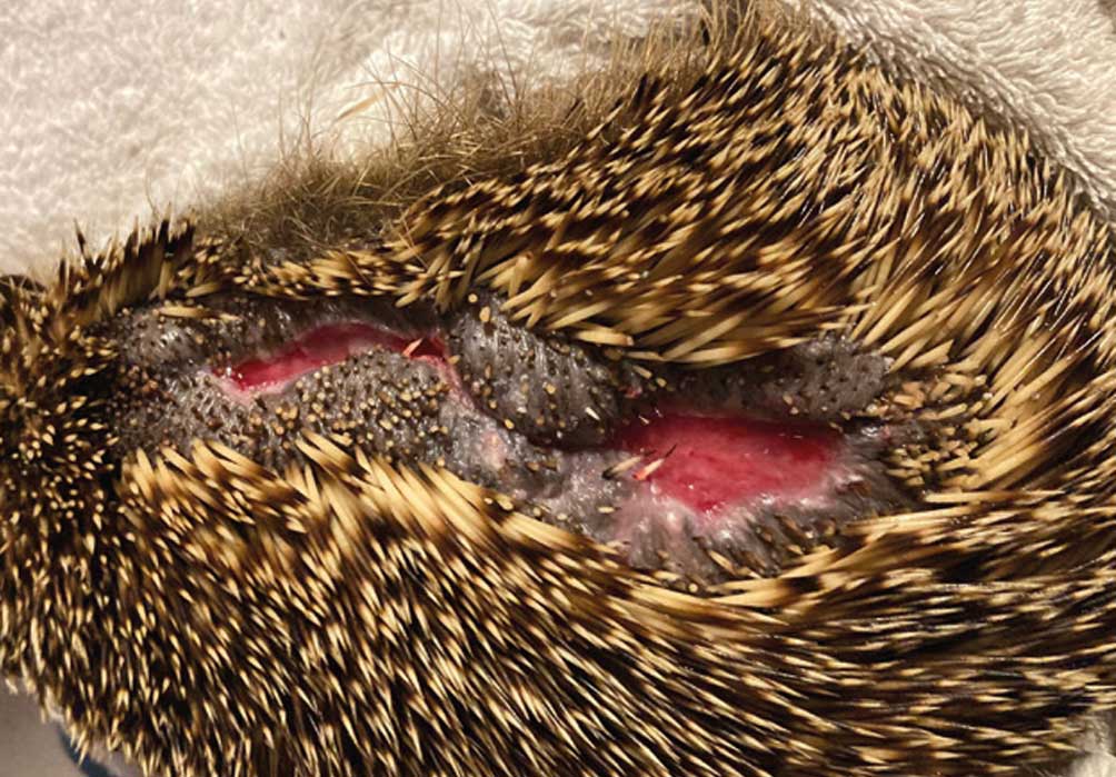 Auf diesen Fotos sehen Sie die Folgen nächtlichen Mährobotereinsatzes! Nicht alle diese schwer verletzten Igel konnten gerettet werden!