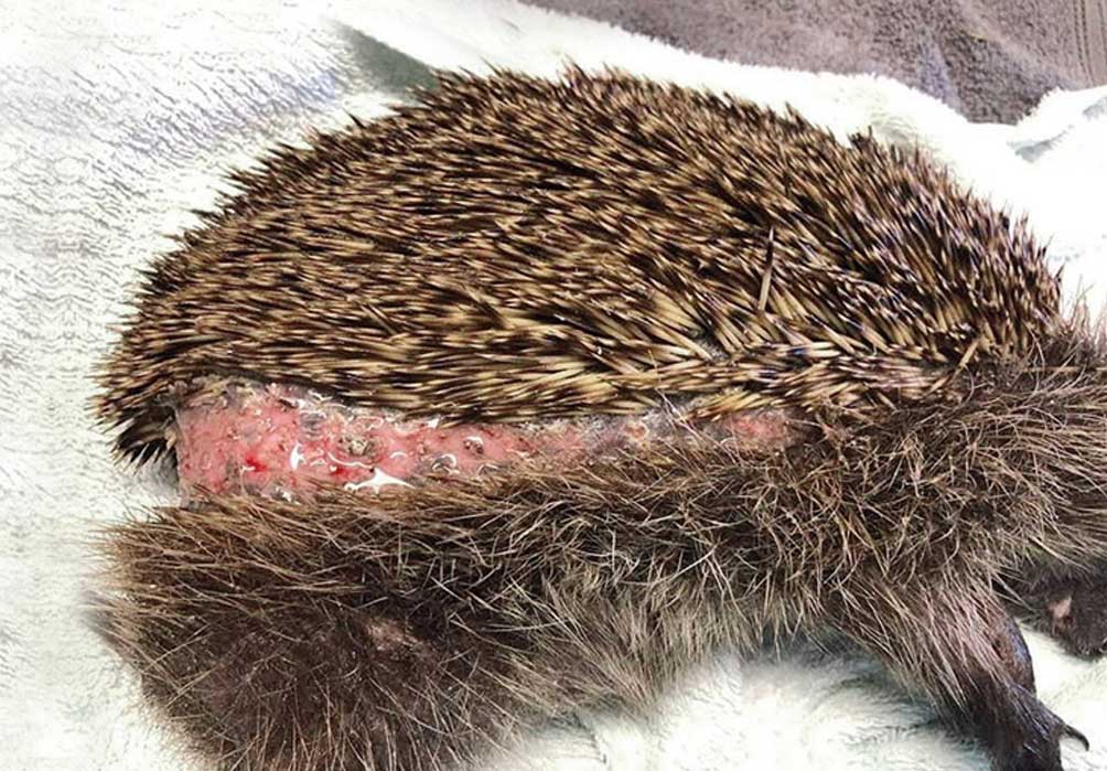 Auf diesen Fotos sehen Sie die Folgen nächtlichen Mährobotereinsatzes! Nicht alle diese schwer verletzten Igel konnten gerettet werden!