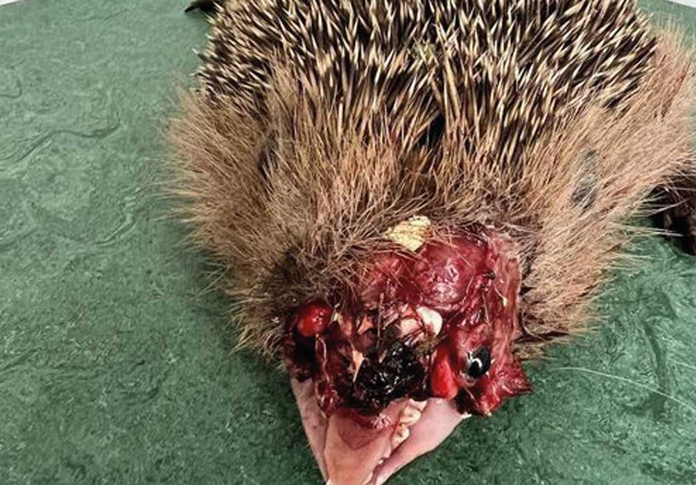 Auf diesen Fotos sehen Sie die Folgen nächtlichen Mährobotereinsatzes! Nicht alle diese schwer verletzten Igel konnten gerettet werden!