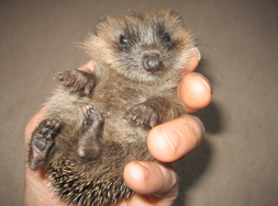Igel in Hand